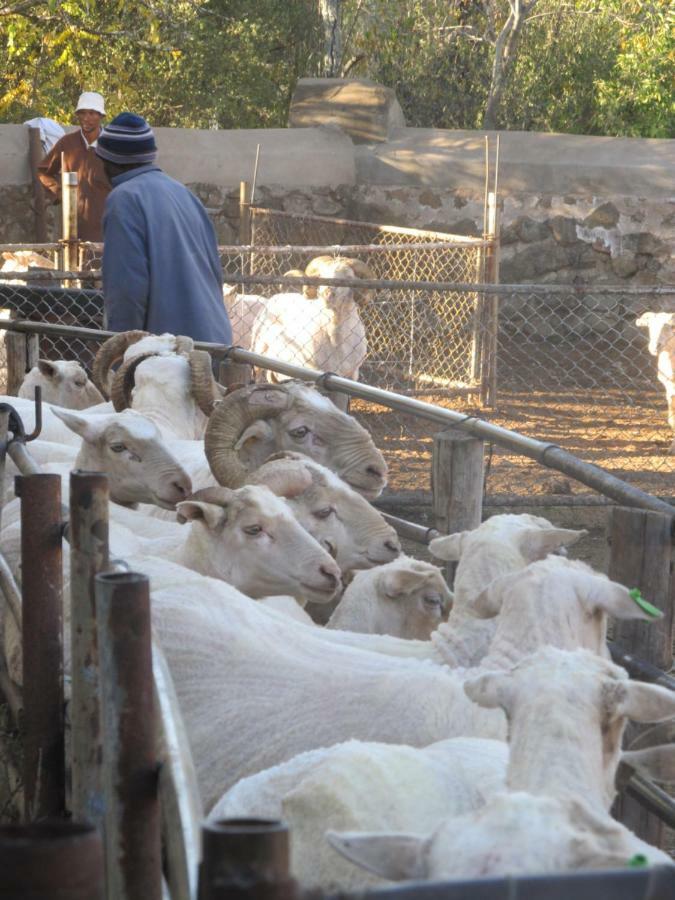 Hillside Farm Otel Trompsburg Dış mekan fotoğraf